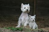 WESTIE 430